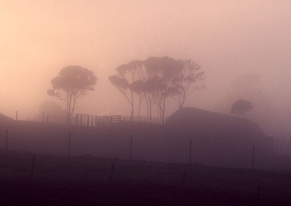Dawn mist