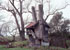 Tree house link