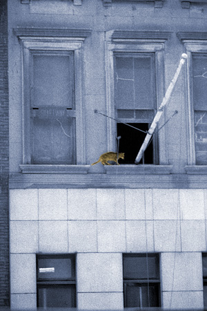 Cat walking on windowsill
